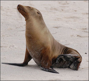 20120522-seal fur seal -Zalophus_wollebaeki2.jpg